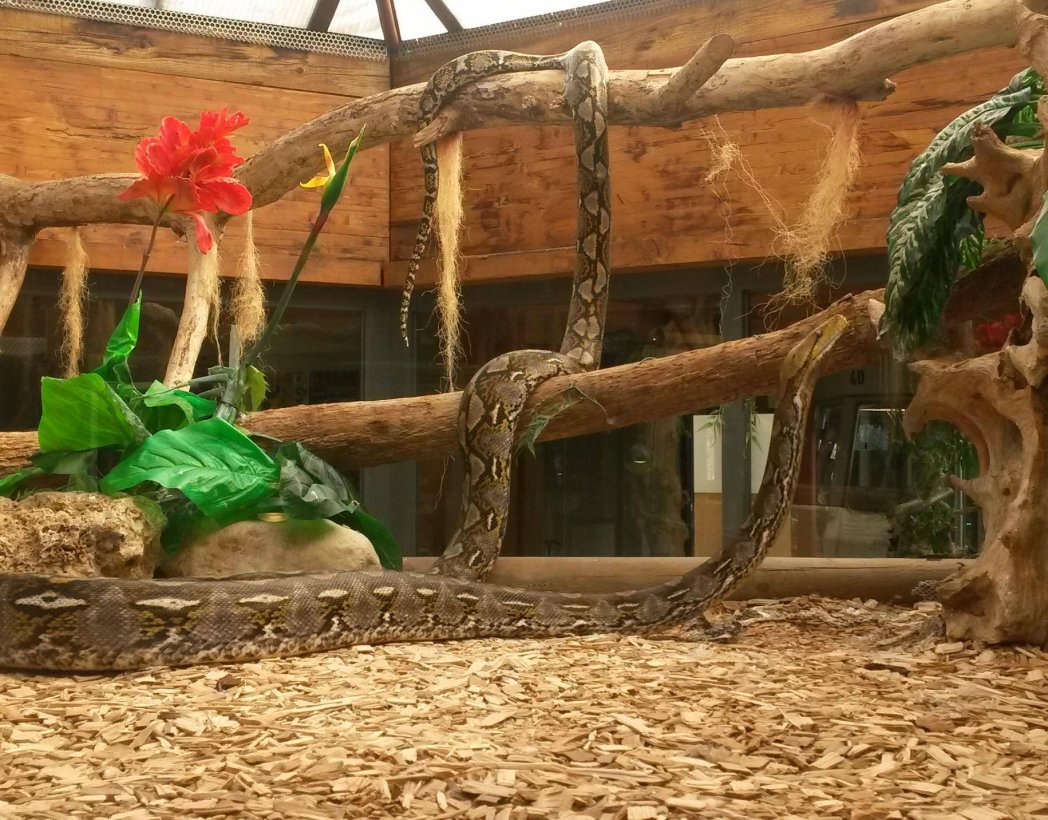 Reptiland Triplancar