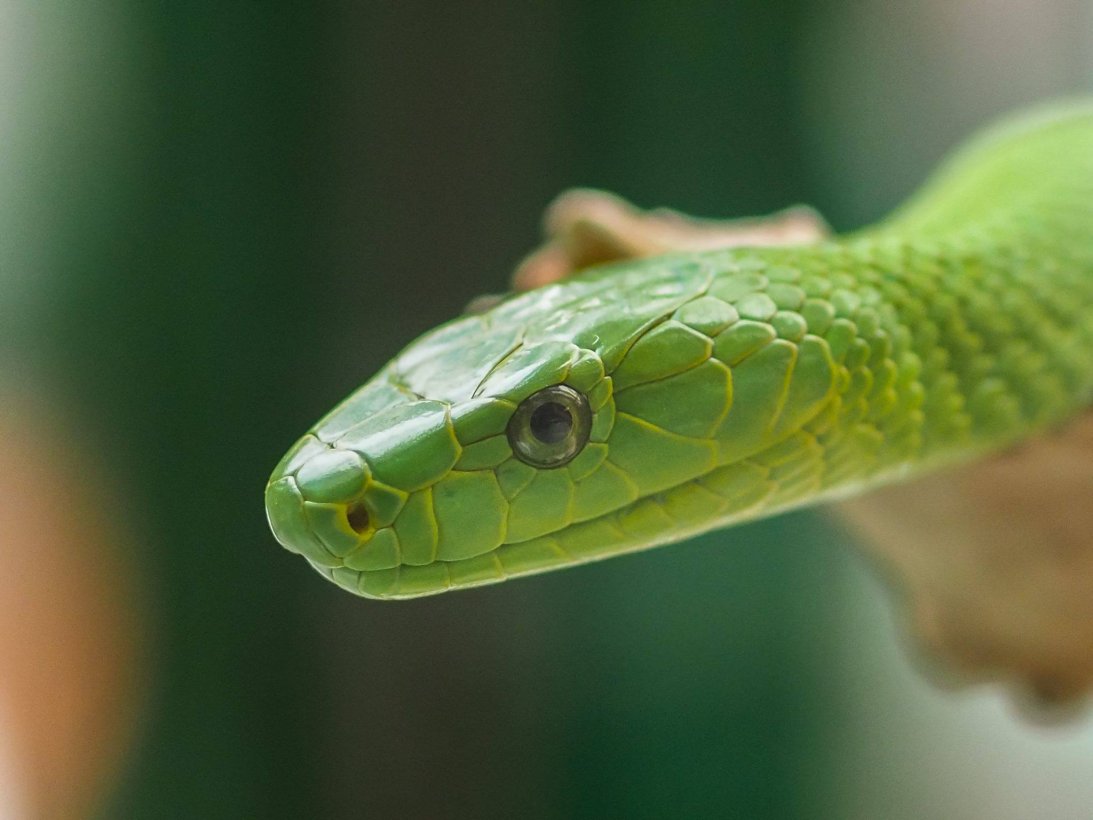 Reptiland Triplancar