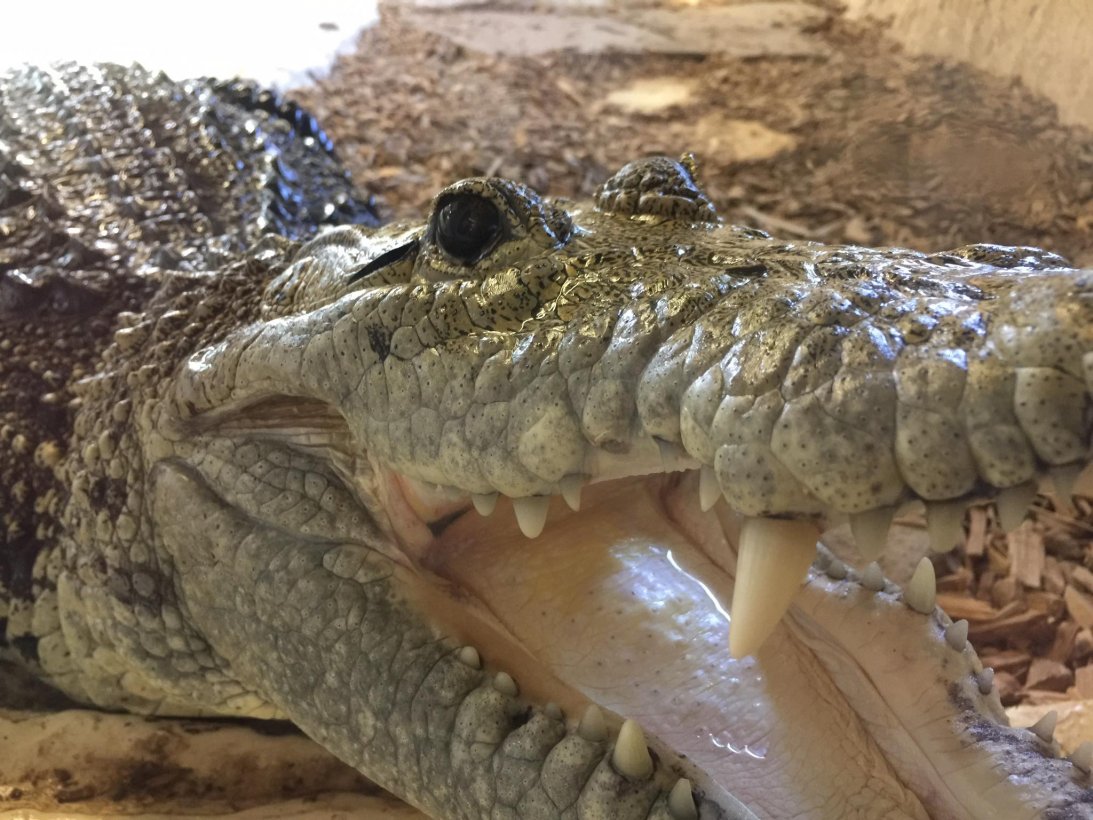 Reptiland Triplancar