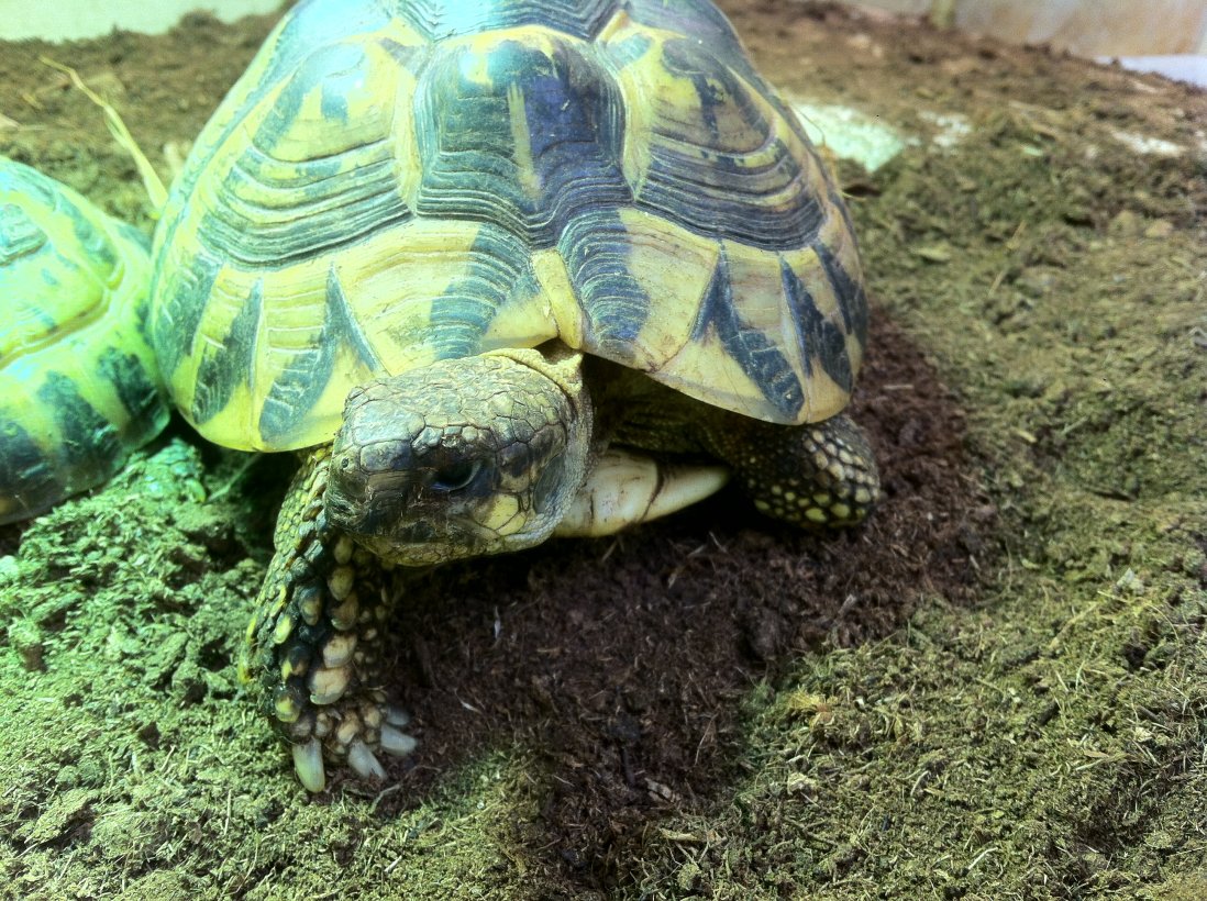 Reptiland Triplancar