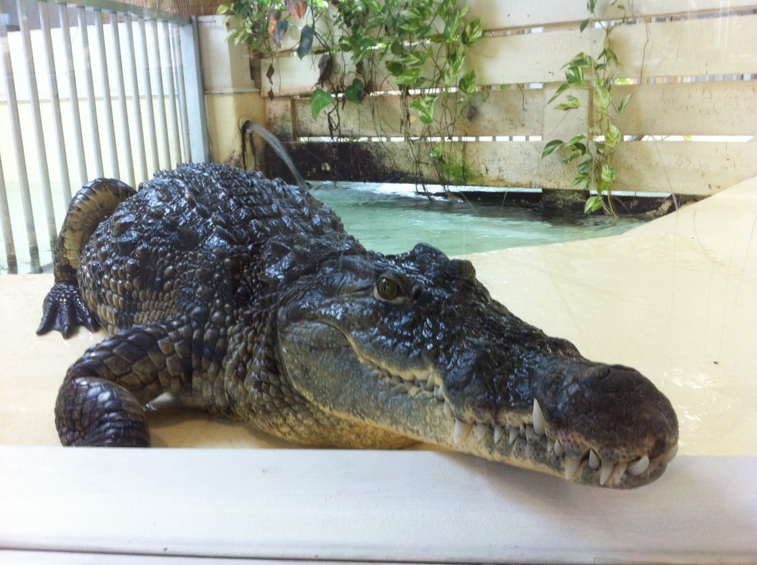 Reptiland Triplancar