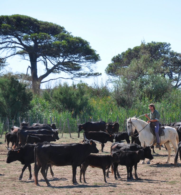 JOURNEE TRADITIONNELLE CAMARGUE - FERRADE | Triplancar