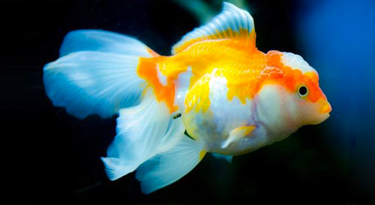 Aquarium Sea Life Paris Triplancar