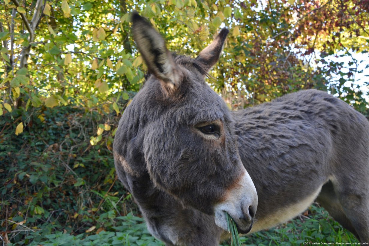 Risultati immagini per LA FERME DE HITTON ?