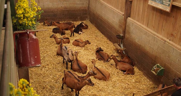 Les chèvres de la Saffrie, Pays de Vire, Calvados, Normandie