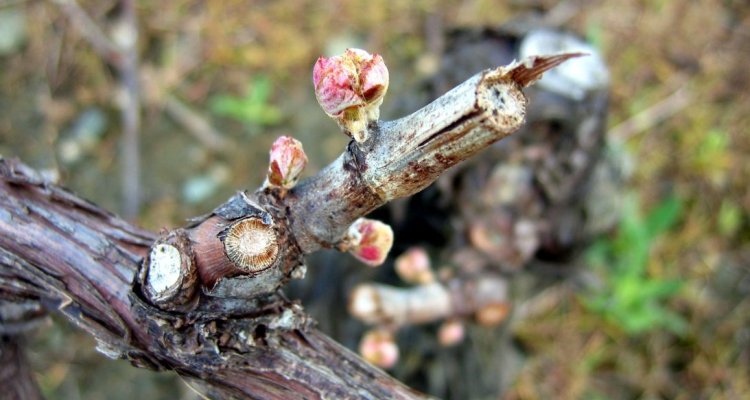 Bourgeons de vigne