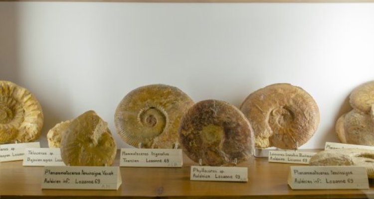 Fossiles au Musée de la Mine et de la Minéralogie à St Pierre la Palud © Mélissa Edo