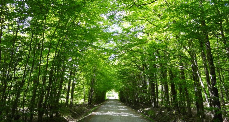 Forêt domaniale de Senonches