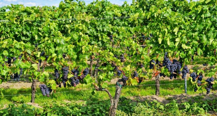 La maison des Climats du Vignoble de Bourgogne