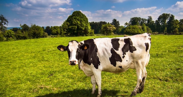 La Ferme des peupliers