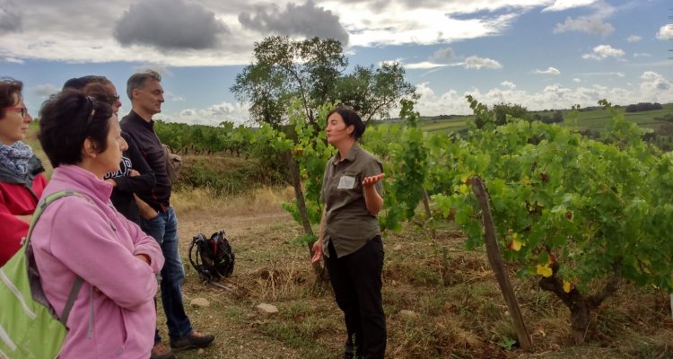 visite commentée dans le vignoble