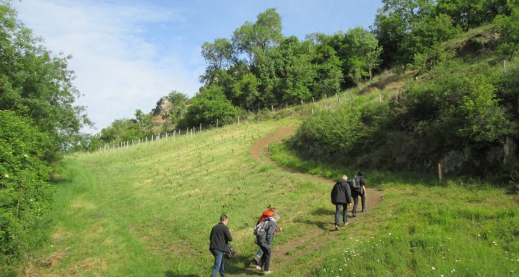 randonnée dans les coteaux du layon