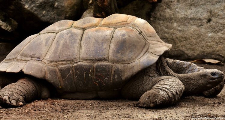 Tortue géante