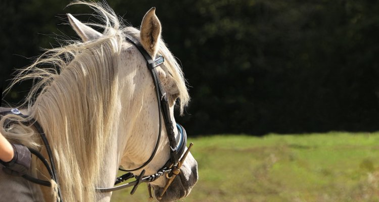 Ferme equestre de mialaret