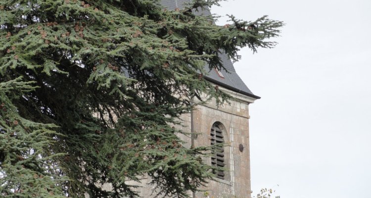 Derrière le cèdre du Liban, l'église de Gy