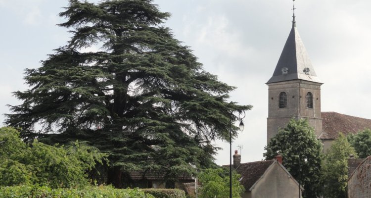 L'église derrière ce cèdre du Liban de plus de 200 ans