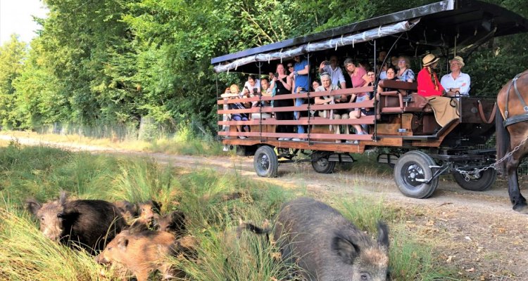 Visite commentée en calèche / Domaine de Dampierre-en-Yvelines