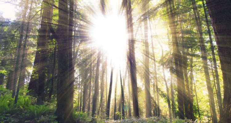 Forêt 