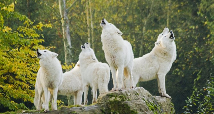 Loups blancs parc de sainte croix