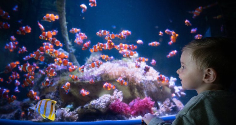 Aquarium bulle nausicaa