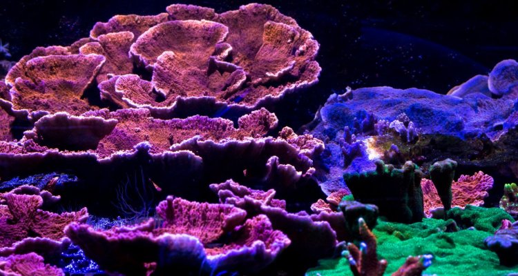 corail découverte nausicaa