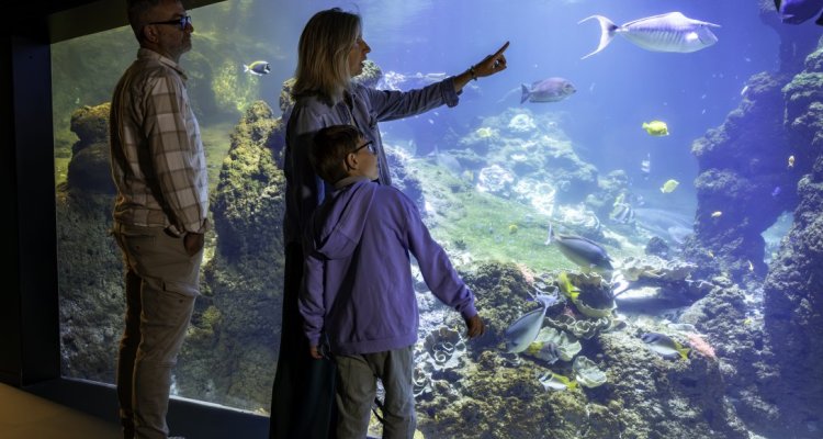 Lagon sous marin famille Nausicaa