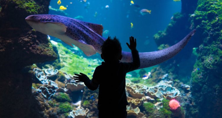Lagon sous-marin Nausicaa