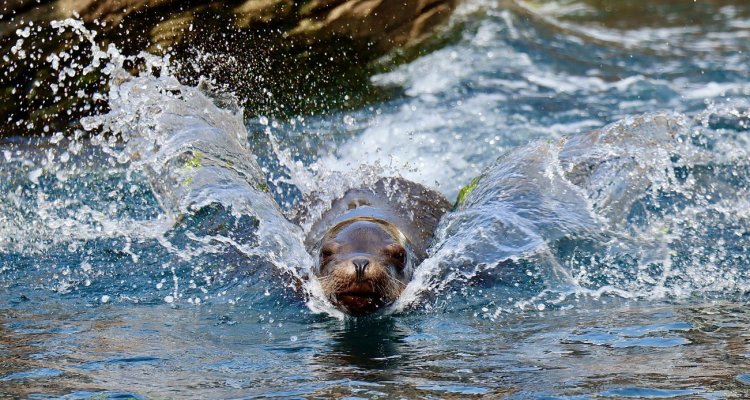 Lion de mer nausicaa visite