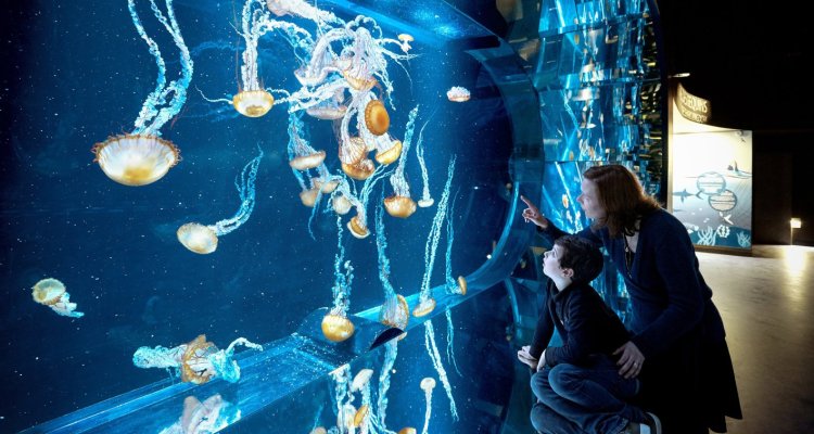 Méduses dorées nausicaa boulogne sur mer