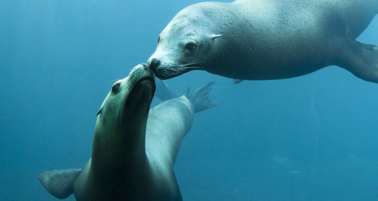 Otaries sous l'eau nausicaa tourisme