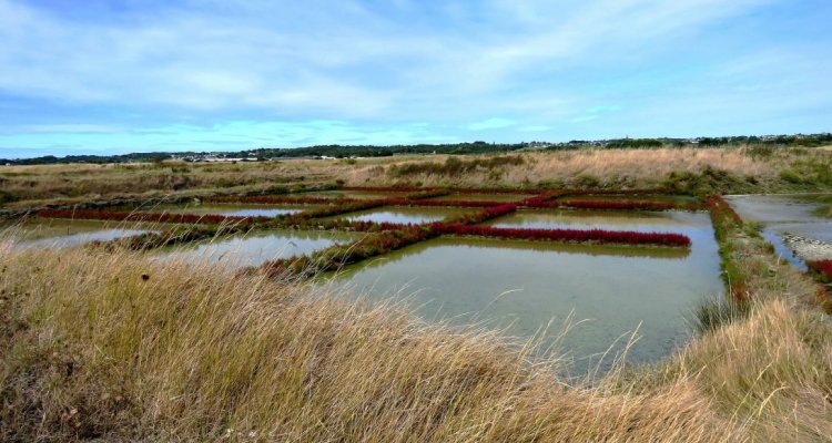 Marais salants