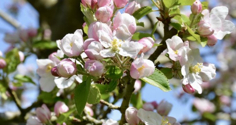 Fleurs de pommiers