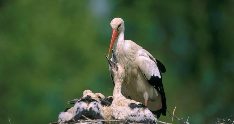 Une parenthèse nature dans un parc de 5ha.  NaturOparC vous invite à une agréable visite au cœur d'un environnement naturel préservé. Depuis plus de 45 ans, ce parc animalier s'engage avec passion pour la conservation des espèces locales telles que la Cigogne blanche, la Loutre d’Europe ou désormais le Grand Hamster.