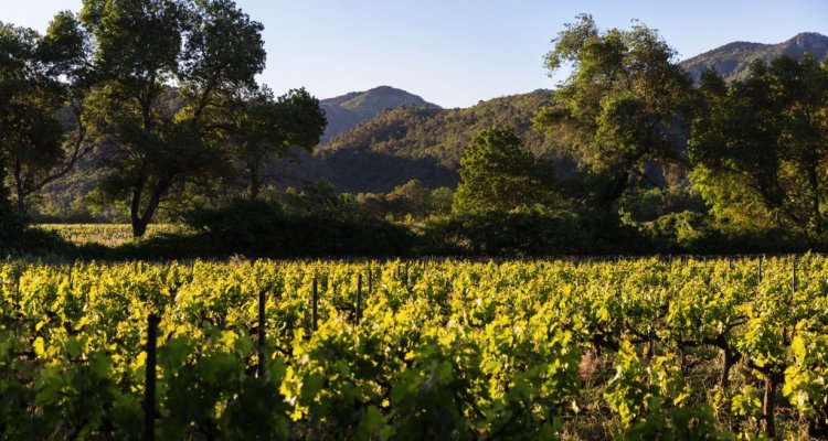 Les vignes baignées de lumière du Domaine La Gayolle.