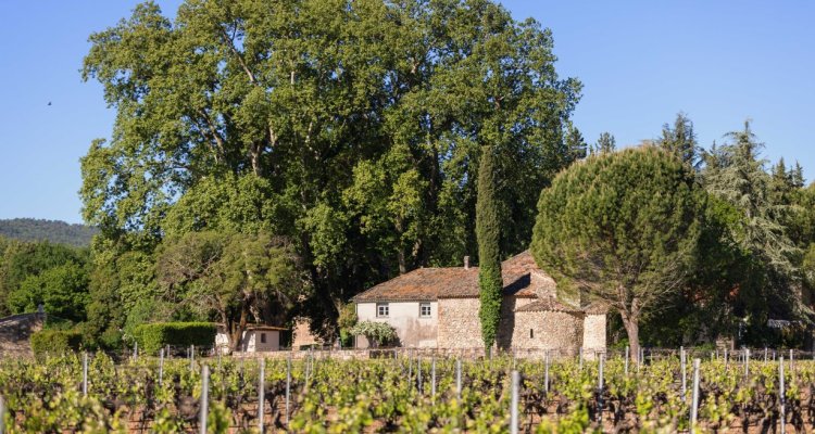 Le Domaine La Gayolle, veillé par ses trois platanes quadri-centenaires.