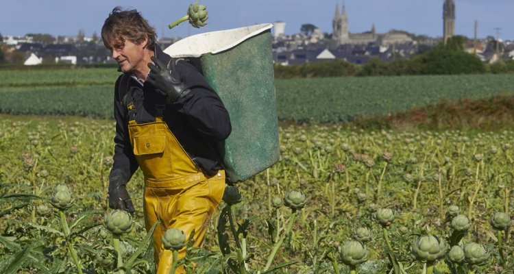 Récolte d'artichauts bio manuelle avec la hotte à St Pol de Léon dans la ceinture dorée