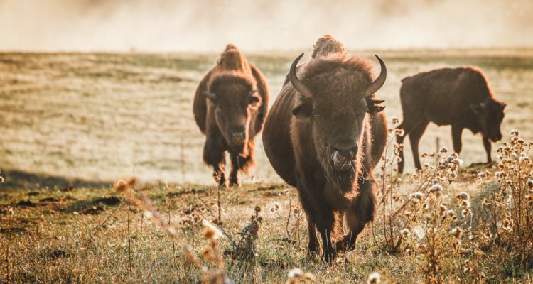 Bisons de face