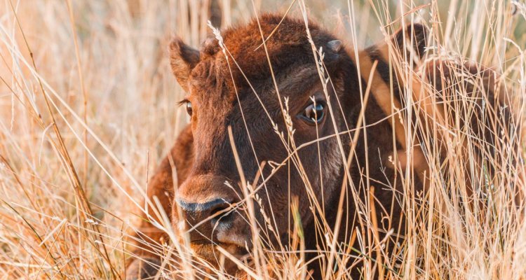 Bébé bison