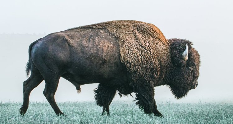 Bison de profil