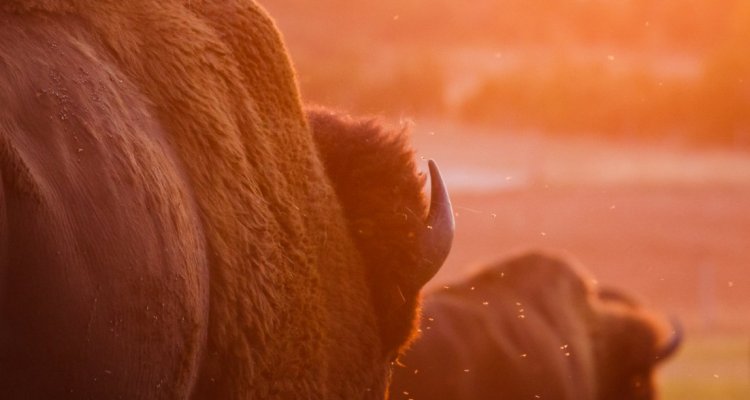 Bison de dos
