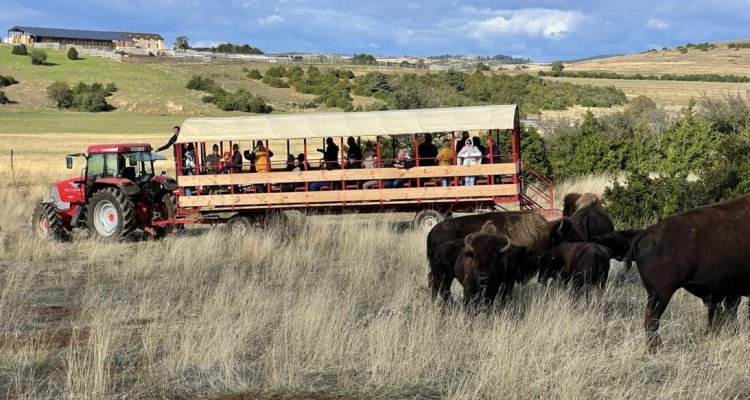 Visite en chariot guidée - Randals Bison