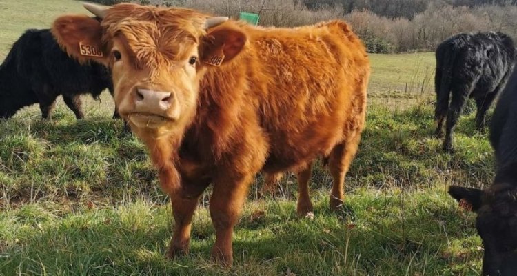 Visite de la Ferme - Les vaches