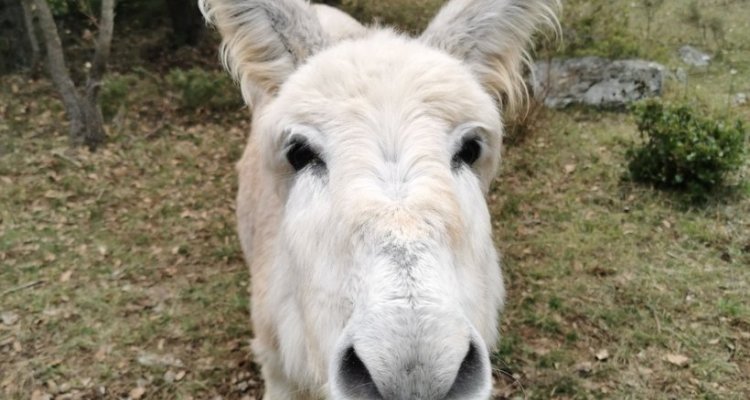 Ferdinand vous souhaite le bonjour !