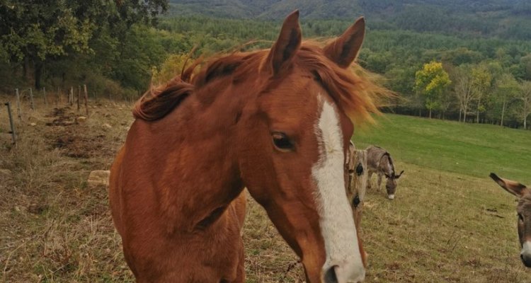 Visite de la Ferme - Les chevaux