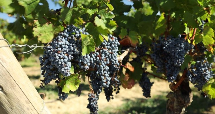 Château Auzias Paretlongue, domaine familiale proche de Carcassonne, propose visite et dégustation