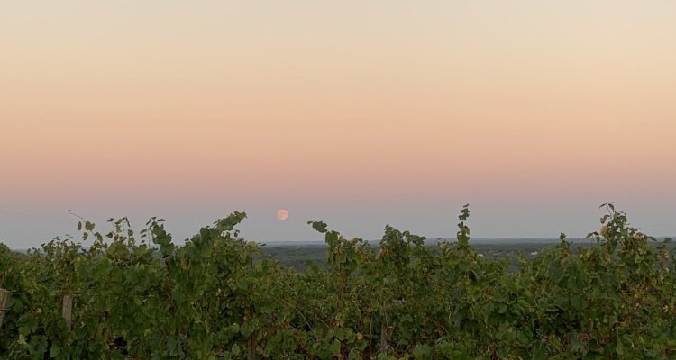 Vignoble de Haute Serre