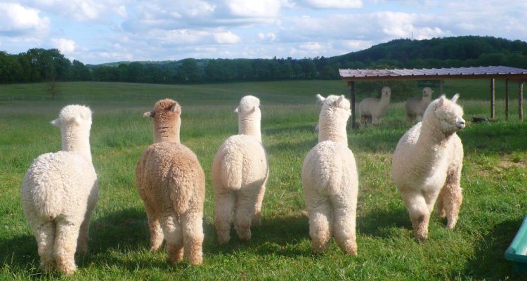 Alpagas en laine