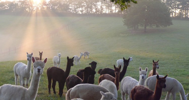 Troupeau d'alpagas
