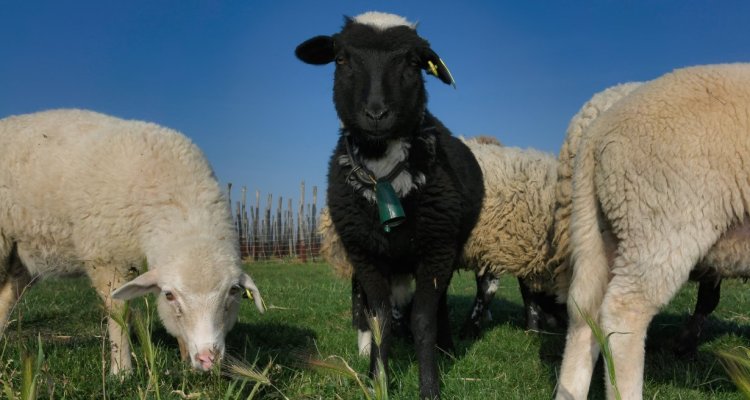 venez découvrir nos moutons, poules et chevaux qui ont un role reconnu dans le domaine  