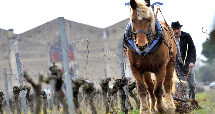 la traction animale au domaine 